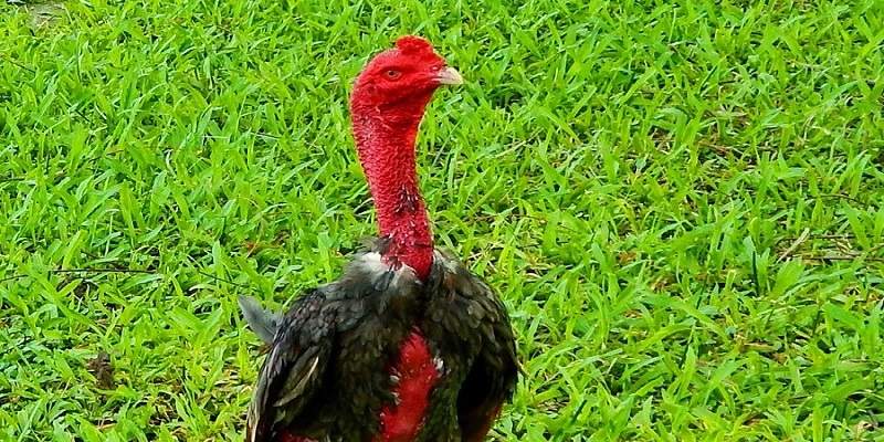 Giống gà chuyên đòn cực kỳ thịnh hành tại Việt Nam